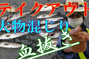 【血抜き】釣ったシーバスをリリースせず食べる｜爆釣タイムに当たり釣り放題｜刺身とムニエルに｜FISHING＠現場作業員