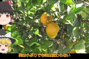 我が家の家庭菜園をご紹介します。