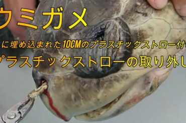 産卵床 作り方 Tkhunt 産卵床 作り方 Tkhunt