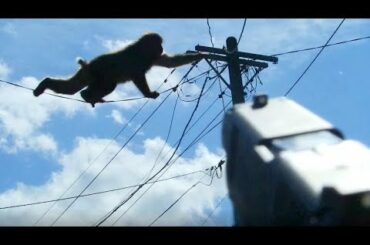 畑を荒らすサルをエアガンで撃って追い払ってみた  Monkeys devouring vegetables were driven away by airgun