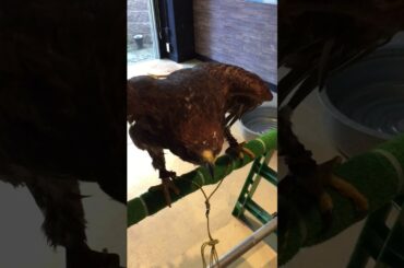 仔犬のような声で餌鳴きする鷲