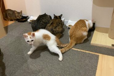 避妊手術当日の朝　朝から騒がしい猫たち