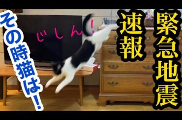 緊急地震速報！そのとき猫は！