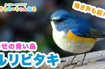 ルリビタキ - 青い羽を持つ美しいヒタキ！鳴き声も紹介