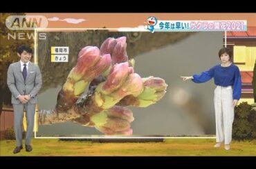 【全国の天気】今年は早い！桜開花　暖かさは持続(2021年3月10日)