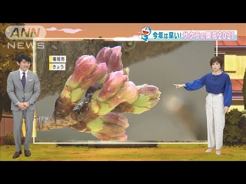 【全国の天気】今年は早い!桜開花 暖かさは持続(2021年3月10日) 【全国の天気】今年は早い!桜開花 暖かさは持続(2021年3月10日)