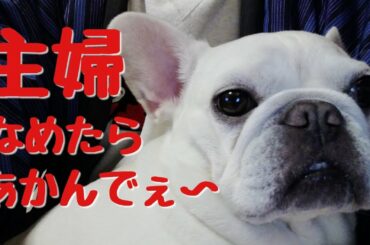 【フレブル/ぽっちゃり】1日、極主夫道【フレンチブルドッグ/French bulldog】