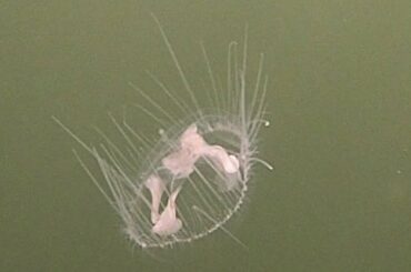 淡水に住む「謎のクラゲ」出没　鳥取砂丘近くの池多鯰ケ池　マミズクラゲ