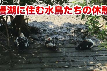 漫湖に住む水鳥たちの休憩♪