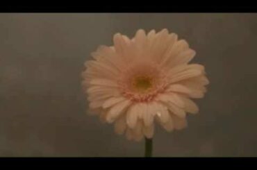 花は咲くプロジェクト／花は咲く（ミュージックビデオダイジェスト）