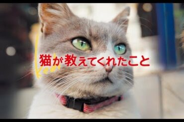 【感動】映画『猫が教えてくれたこと』予告編