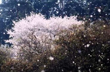 松任谷由実　春よ、来い　～instrumental～