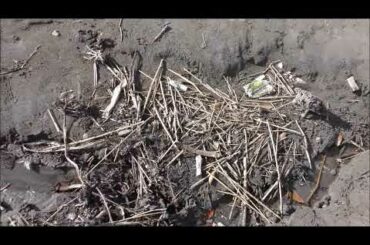 プラスチック公害/鎌倉材木座海水浴場の海開き（7/1pm4）-掃除してもペットボトル、マイクロプラスチックは散乱増加