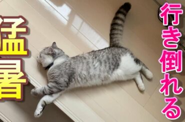 涼しい場所に行く途中で行き倒れる猫【アメリカンカール】