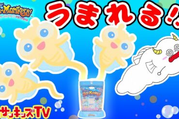 シーモンキーズ 不思議な生き物がうまれる！？ 飼育チャレンジ！★サンサンキッズTV★