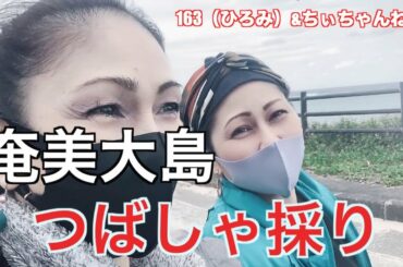 奄美大島　つばしゃ採りに行ってみた