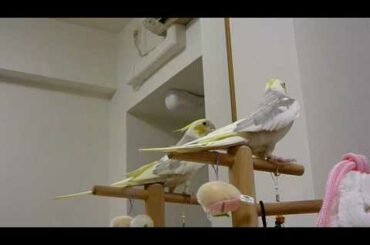 中央競馬ファンファーレ（関東）