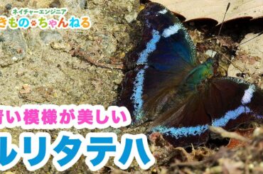 ルリタテハ 青いはね模様が美しい蝶！幼虫はトゲトゲ姿