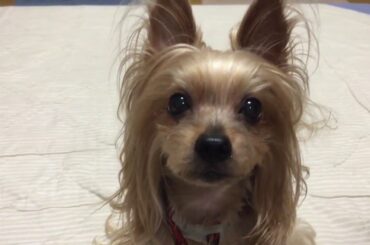 鮫島さんがモノマネをしたら