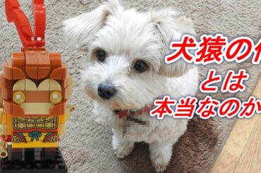 犬猿の仲？ レゴ モンキーキッド ブリックヘッズ モンキーキング LEGO BRICK HEADZ 40381 Monkey King