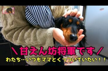 いつでも一緒がいい！我が家の甘えん坊将軍 #725