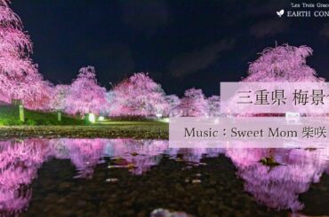 【三重県 梅景色】いなべ市梅林公園 鈴鹿の森庭園 - Sharing Trip #5 -