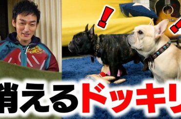 【ドッキリ】愛犬に消えるドッキリ仕掛けてみたらまさかの反応！？