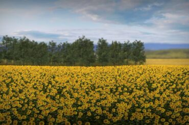 美術ＣＭ「ゴッホの夢」篇３０秒