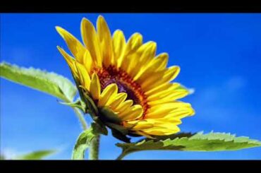 伝説の名実況　東京オリンピック開会式(聖火の入場～聖火台での点火)(昭和39年10月10日)