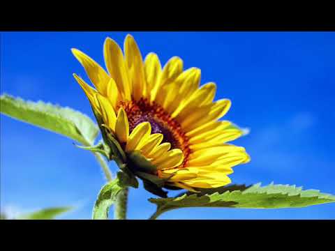 伝説の名実況 東京オリンピック開会式 聖火の入場 聖火台での点火 昭和39年10月10日 Tkhunt