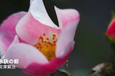 永訣の朝：宮澤賢治　SlideShow