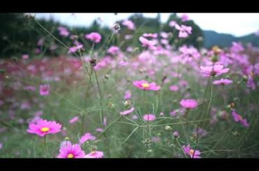 #ドローンママ #伊賀野の花畑 #群馬県 #水上町 #ドローン