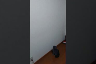 何を狙っているの？こてつくん‼️