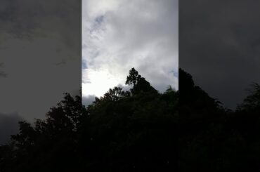 山に住むカラス