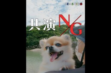 【チワワ】共演NG！ #shorts