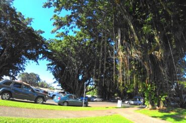 バニヤン・ドライブ  ：  Banyan Drive. Hilo Big Island Hawaii  / ぶらり旅ハワイ