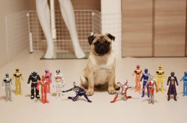 我が家のブサかわパグでもアベンジャーズの予告編っぽくしたらカッコよく見えた件