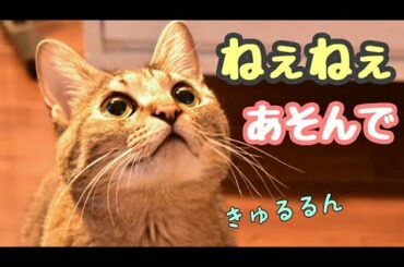 【おもちゃ】猫大興奮！我が家のおもちゃは、もっぱらこれです