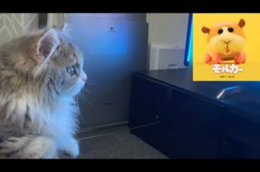 モルカーが可愛くて釘付けになってしまいました