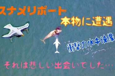 スナメリボートの初航海で、なんと本物に遭遇❗️ それは悲しい出会いでした…