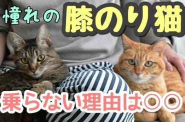 【膝のり猫】膝に乗らない理由、乗ってもらう秘訣をお届けします