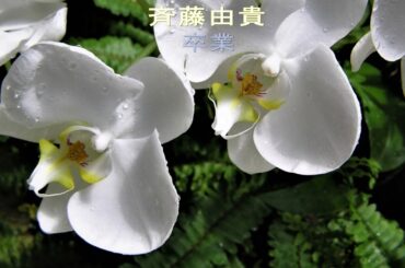 斉藤由貴｡｡卒業