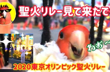 インコと聖火リレー見て来た【CHOIWARUINKO】2020東京オリンピック聖火リレー