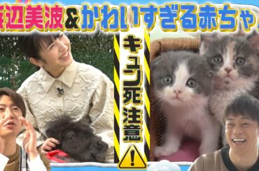 【浜辺美波＆陣内智則】相葉くんの連れてきたカワイすぎる赤ちゃんとは！？【YouTube限定】