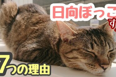 【ひなたぼっこ】猫の日向ぼっこ好きには、7つの理由がありました