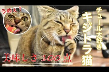 【なんで⁉】猫たちのちゅーるを食べてる姿が思ってたのと違った件について
