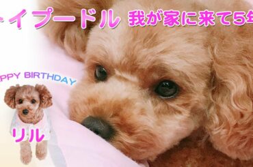 【トイプードル】愛犬リル、我が家に来て5年の歩み【渡辺美奈代】
