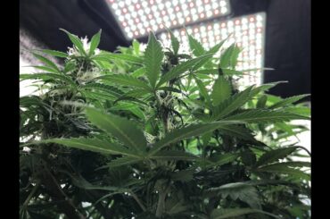 大麻後進国?日本の現状に首をひねる外国人たち"議論すらされないなんて":"ダメ、ゼッタイ"元電通マン佐々木宏氏が仕掛けたキャッチコピーの"大きな罪"