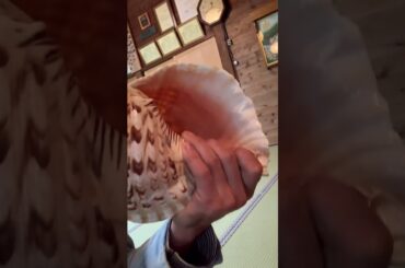 法螺貝　37センチ歌口直し後