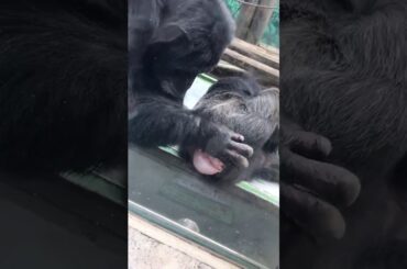 ア◯ルほじほじしてるゴリラ